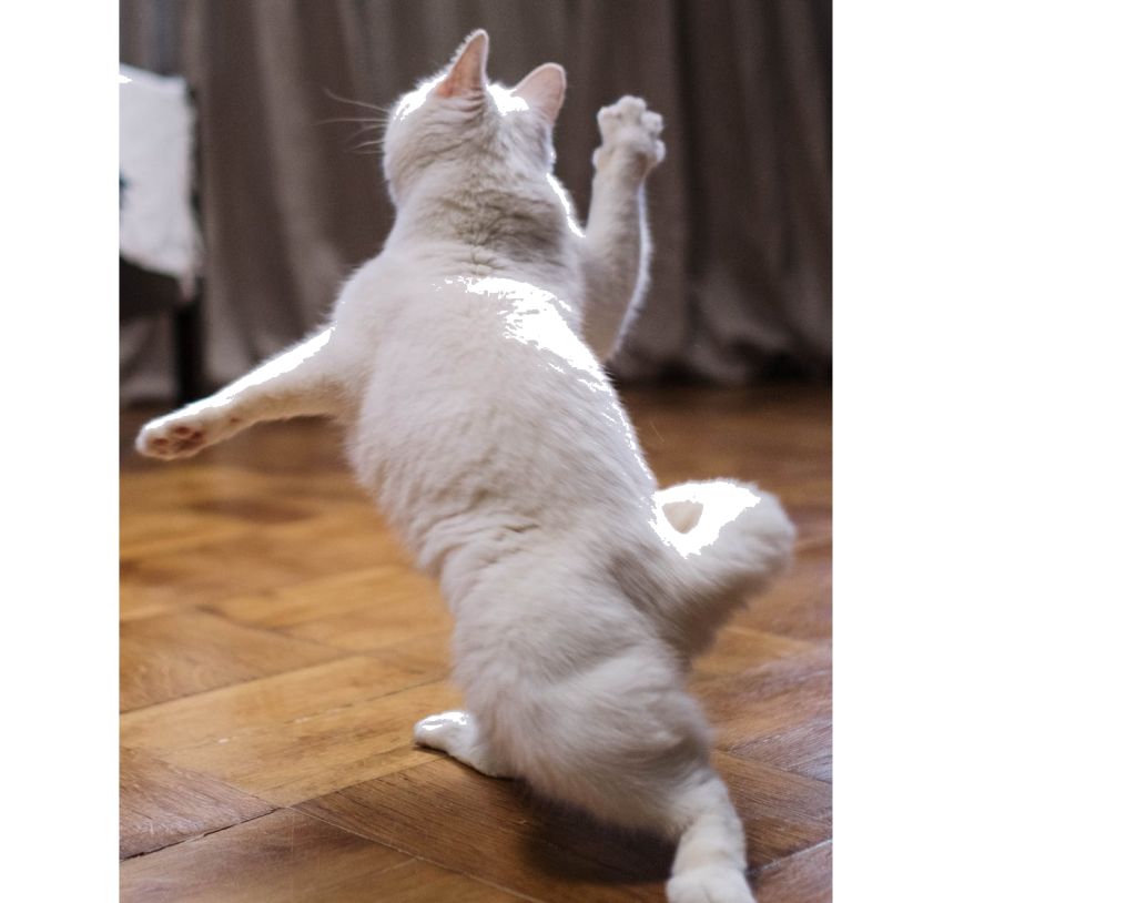 tančící kočka